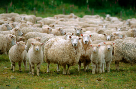Herd of sheep